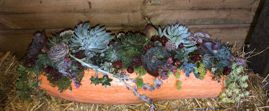 private pumpkin succulent workshop