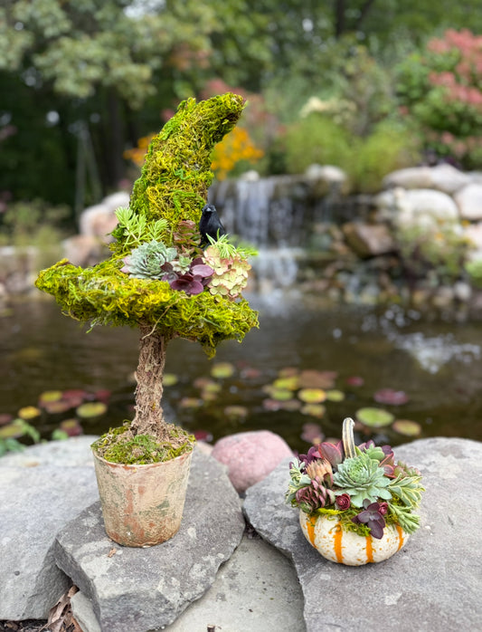 Succulent topped pumpkin Or witch hat topiary
