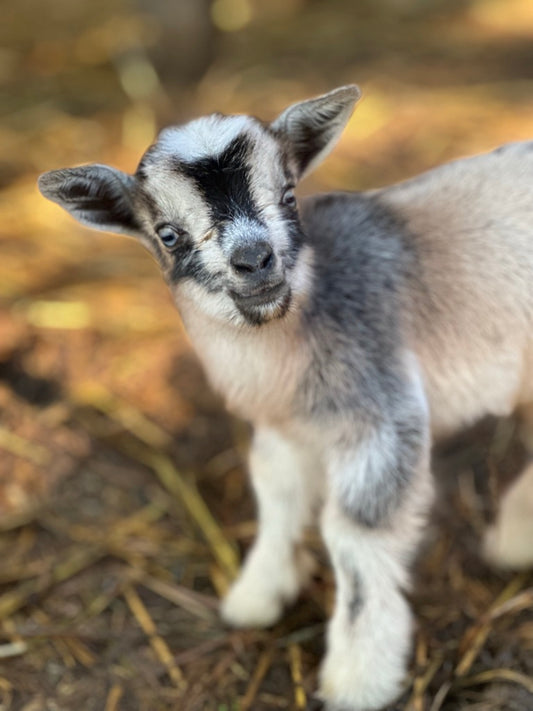 Goat Yoga