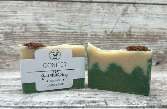 Conifer
