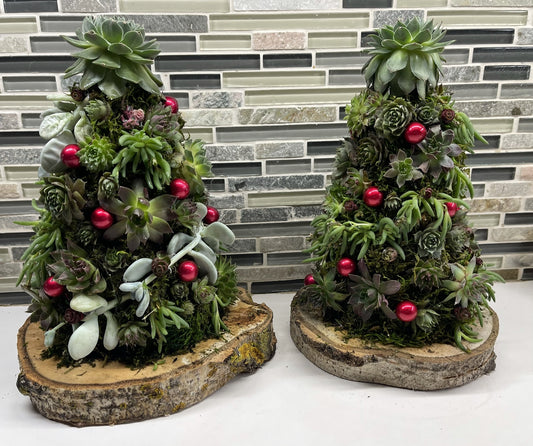 Private succulent Christmas tree