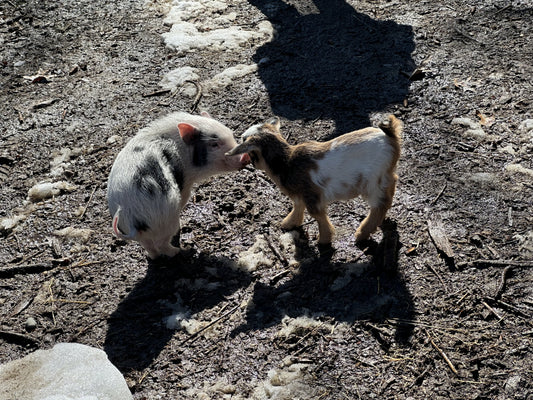 Playtime with the baby goats