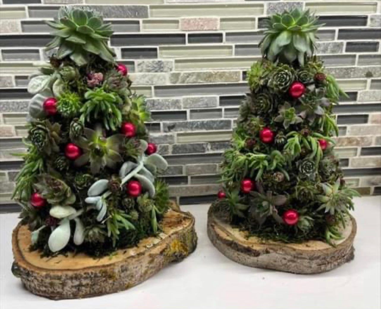 Succulent Christmas tree